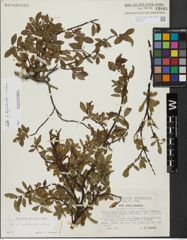 Foto von Salix hegetschweileri Heer x Salix retusa L.